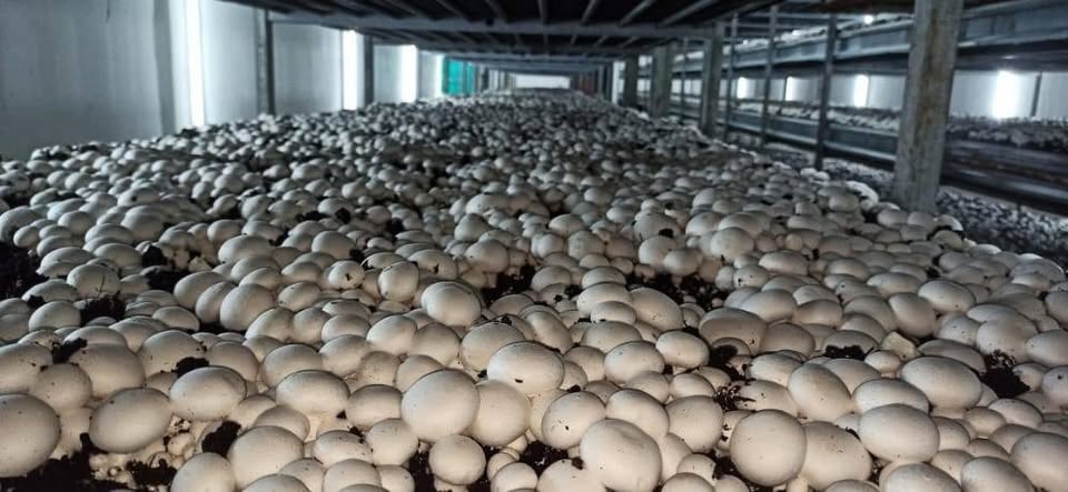 Button mushrooms growing on a commercial farm – Bandhuja Spawn Lab